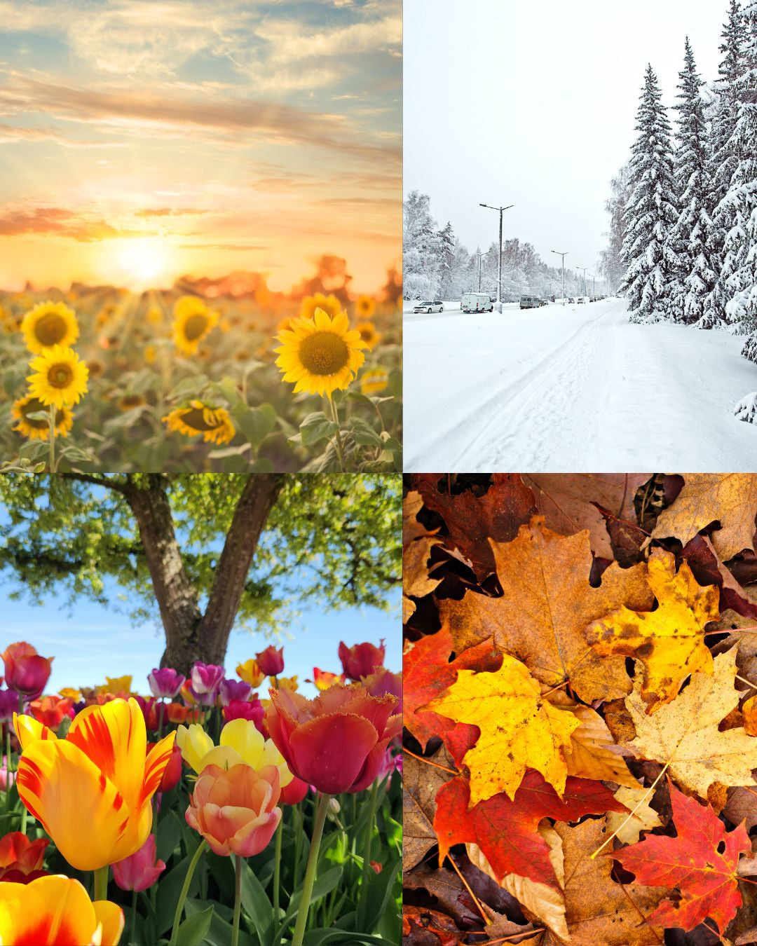 How to Make Perfume Last Longer in Toronto Weather (Winter + Summer Tips)