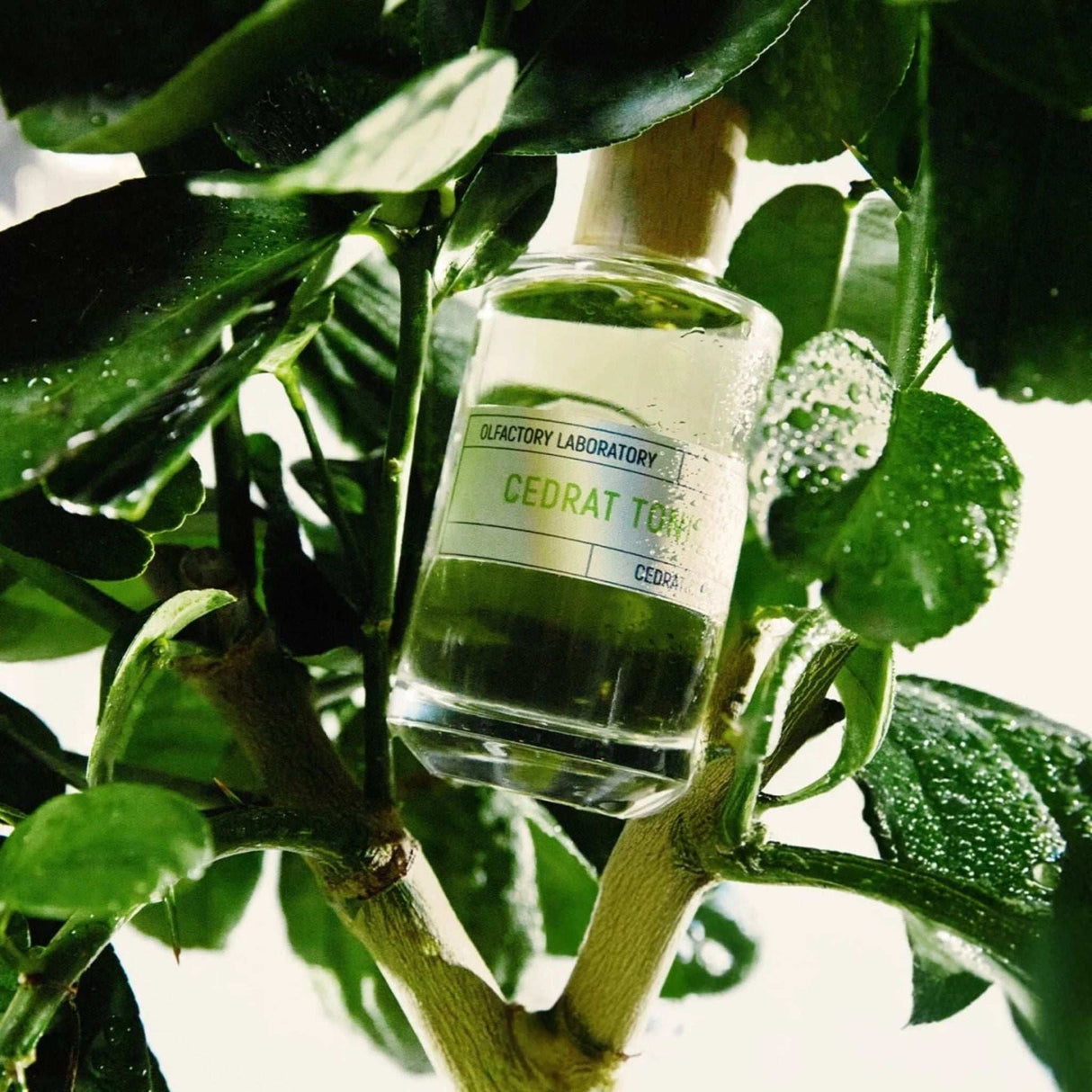 Les Liquides Imaginaires Cedrat Tonic Perfume