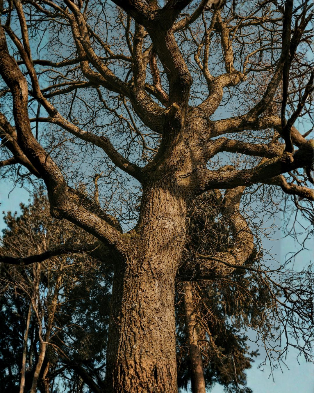 The Ultimate Guide to Woody Perfumes: Sandalwood, Cedar, Oud, and More