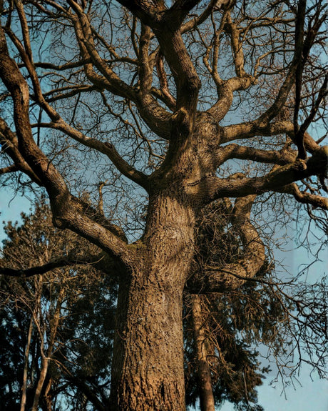 The Ultimate Guide to Woody Perfumes: Sandalwood, Cedar, Oud, and More