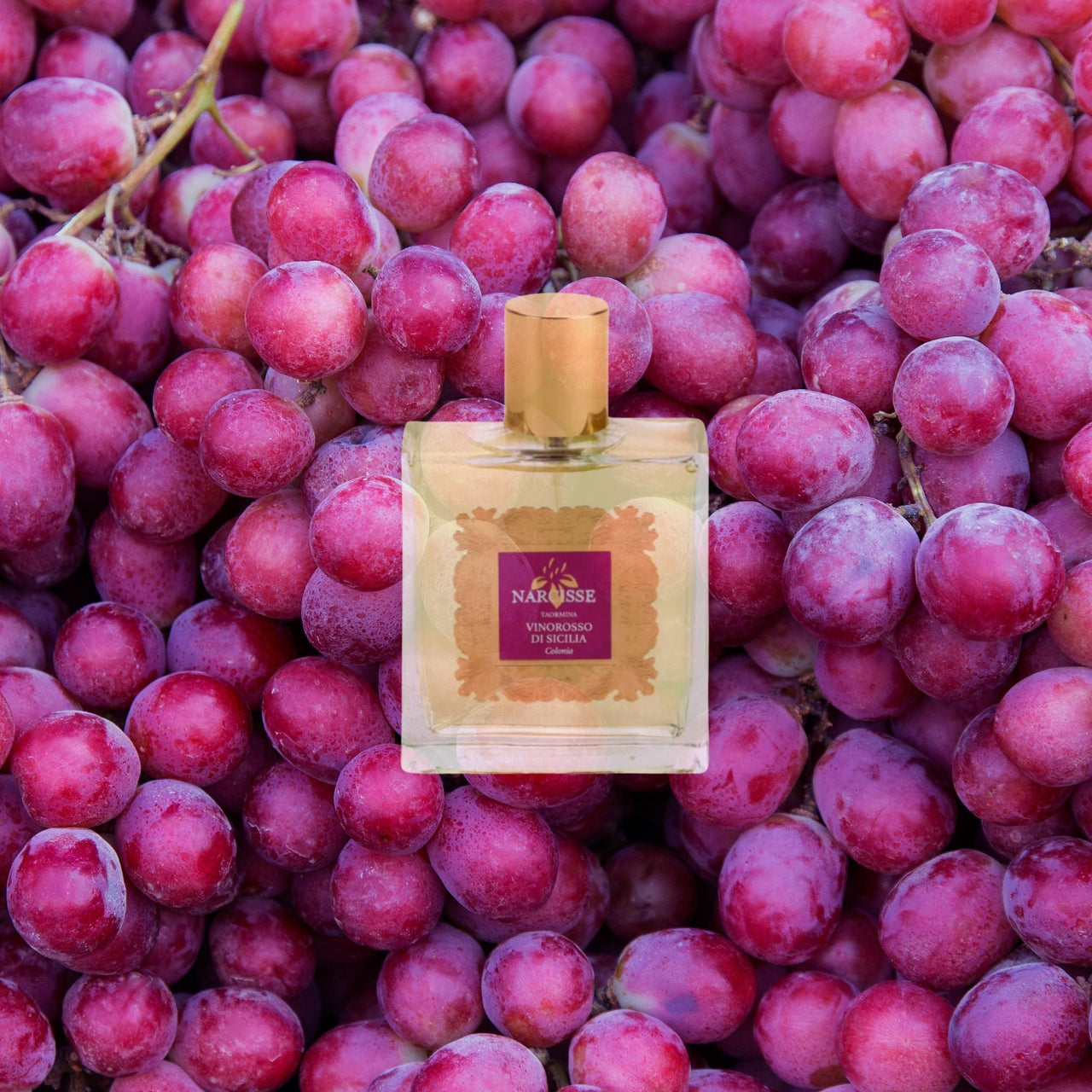 Narcisse Perfume Collection – Elegant, Timeless Fragrances